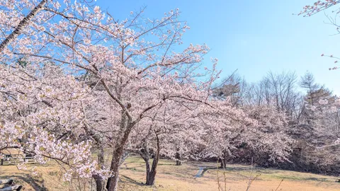 桜が彩る青い空