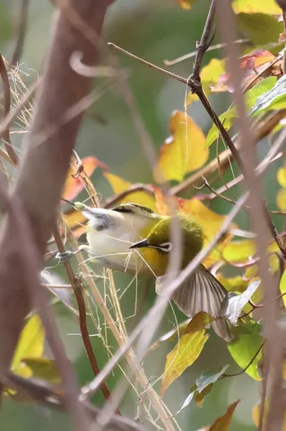 秋の小鳥のいたずら