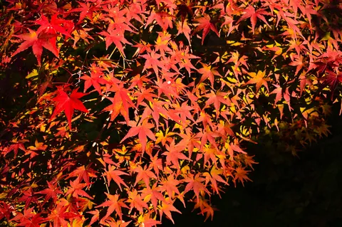 燃えるような紅葉のグラデーション