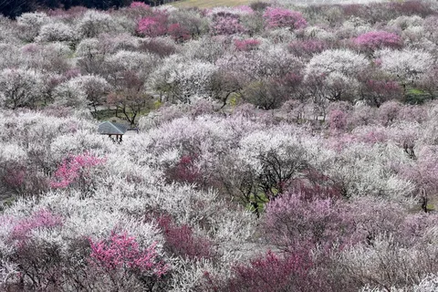春色に染まる梅園の小道