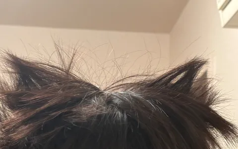 猫耳ヘアの誘惑