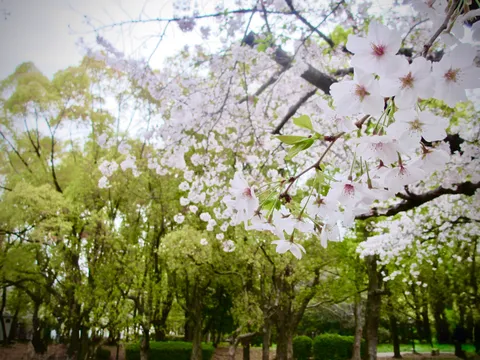 満開の桜と新緑のコントラスト