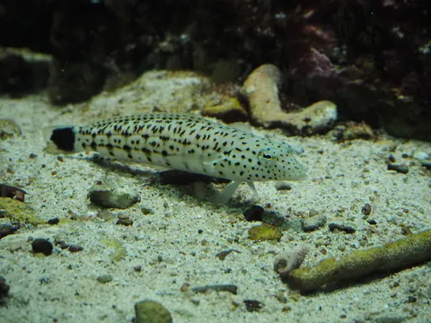 砂地を泳ぐ斑点の影