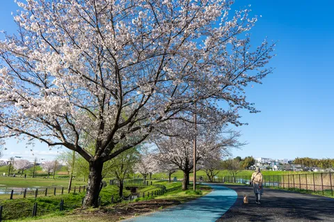 青空と桜の散歩道