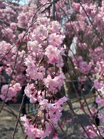 降り注ぐ桜色のしずく