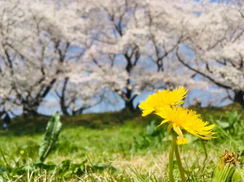 春の息吹、タンポポと桜