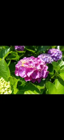 紫陽花の静かなる宴