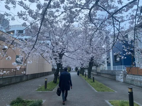 桜の下、静かな日常