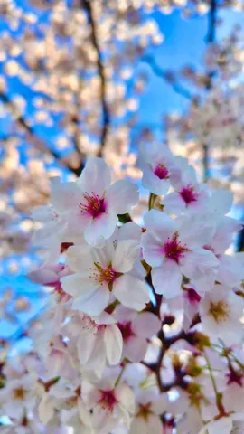 春の訪れ、桜色の夢