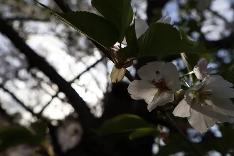 光をまとう白い花びら