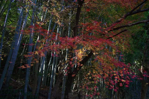 秋色と竹林の静寂