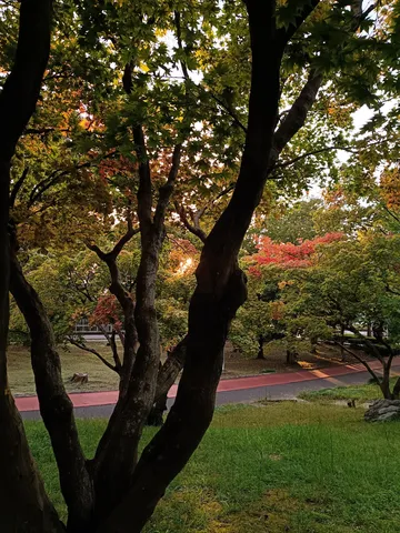 木洩れ日と紅葉の静景