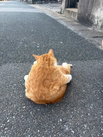 道端に佇む吾輩