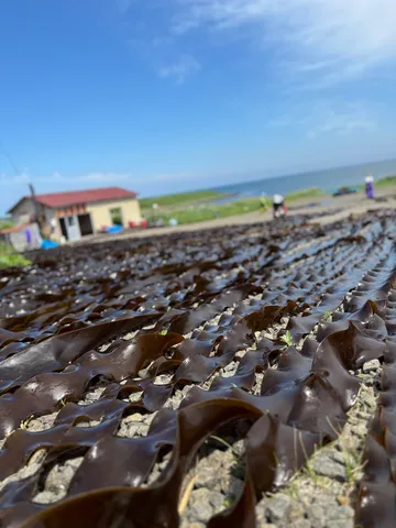 海辺の恵み、天日干しの風景