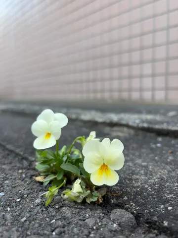 アスファルトに咲く生命力