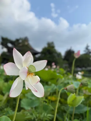 風に揺れる白花の朝