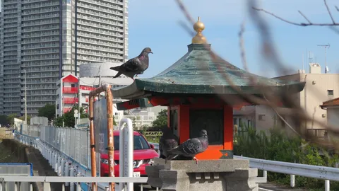 都会のオアシス、鳩たちの休息