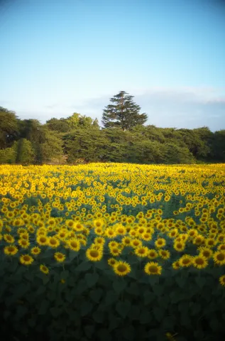 ひまわり畑と夏の空