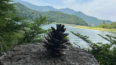 湖畔の静かな松かさ