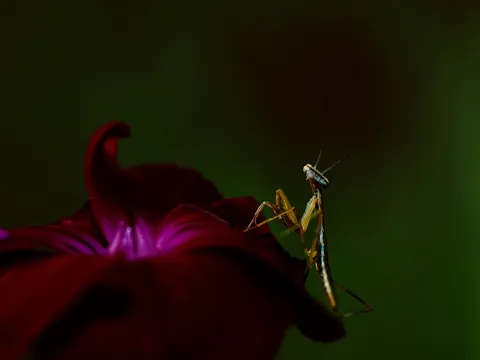 夜の花に佇む繊細な影
