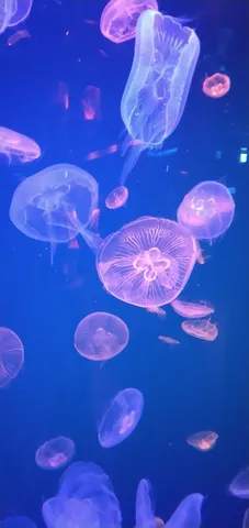 光の海を泳ぐクラゲたち