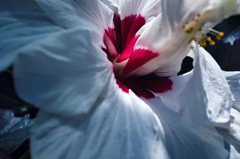 白く深紅、光差す花芯