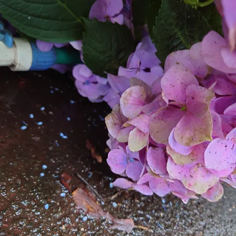 鮮やかに彩る紫陽花
