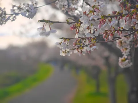 春風と桜の淡い囁き