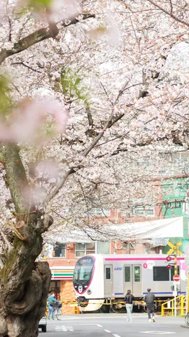 桜と電車の春爛漫
