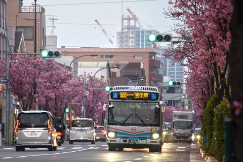桜咲く都会のバス通り