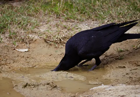 水辺で嘴を沈める黒鳥