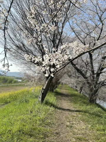 春の陽光きらめく桜並木