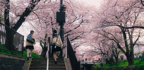 桜並木をゆく二人の後ろ姿