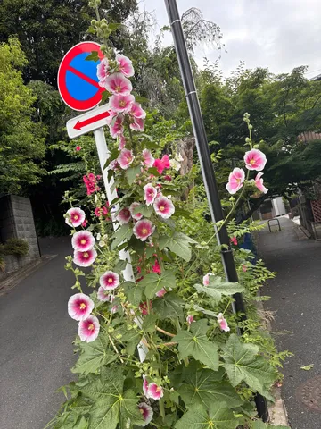 道端に咲く、凛とした花々