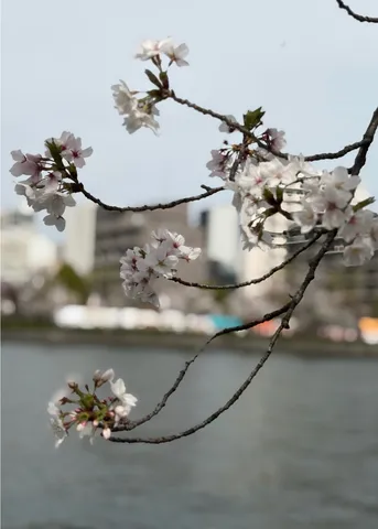川辺に揺れる桜の儚さ