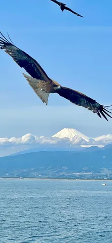 悠々と舞う空の王者、富士山を背に