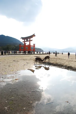干潟を歩く鹿と朱の鳥居