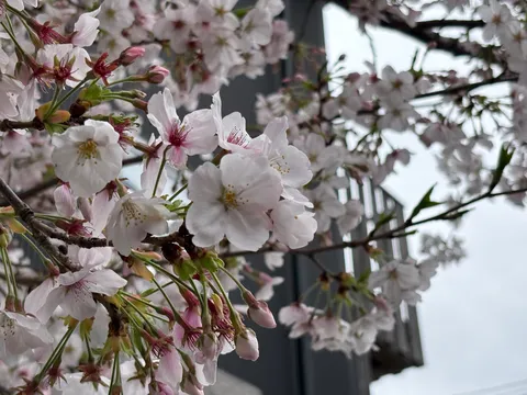 雨粒を纏う、儚い桜の鼓動