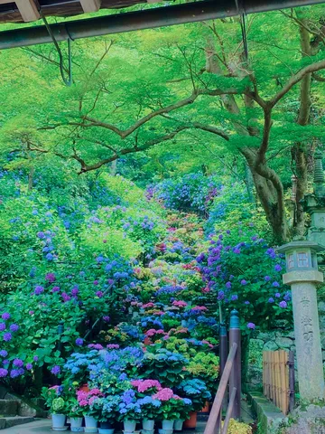 鮮やかに続く紫陽花の階段