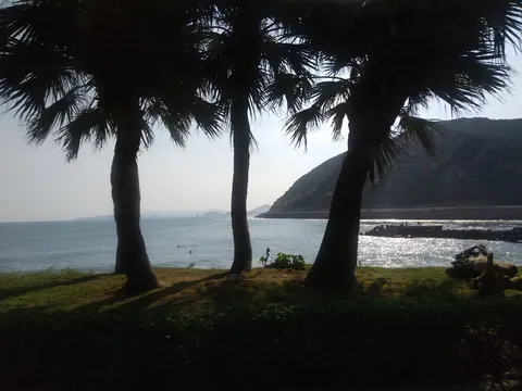 ヤシの木と青い海、夏の風情