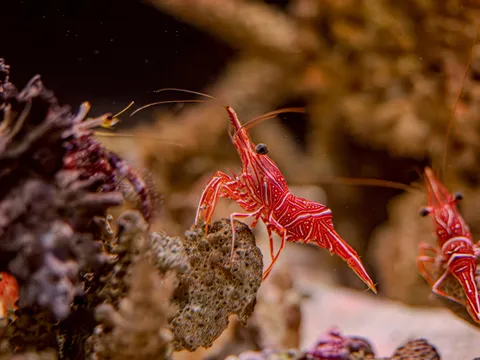 紅い波紋、水中のかけら
