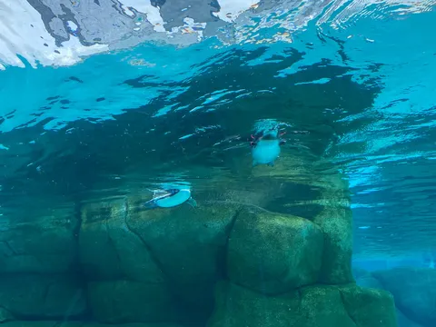 水中の小さな旅人たち