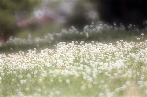 幻想的な白い花の絨毯