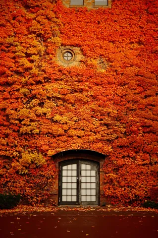 紅葉に包まれた秘密の扉
