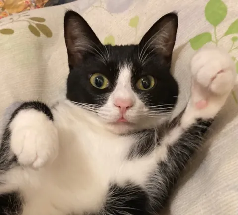 猫の手も借りたい！？