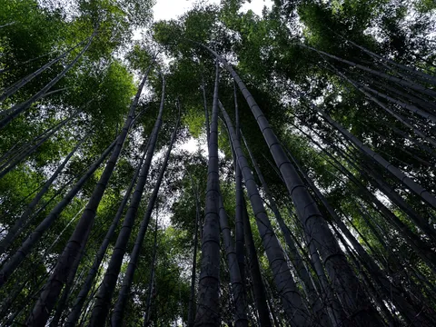 風に揺れる竹の静寂