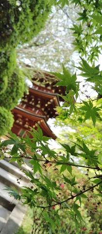 青もみじと趣ある塔