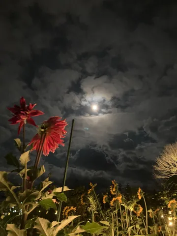 月夜の花畑の宵景
