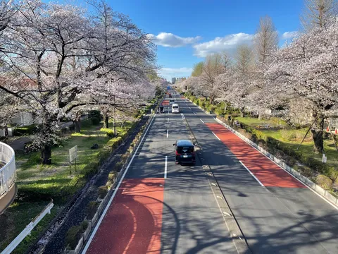 桜舞う、春の街道