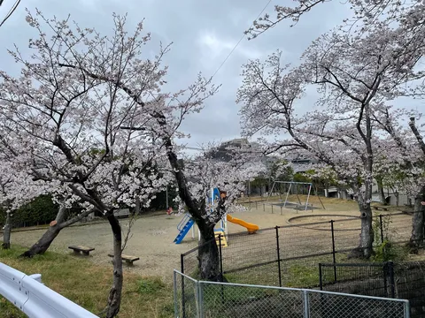 春風に舞う桜と遊具たち